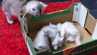 A Persian kitten 3 week old wants to control and dominate a Ragdoll