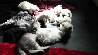 Сatlover