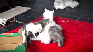 Magical moments with sleeping kittens