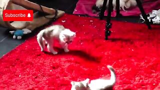 How do my two-month-old Ragdoll kittens fight? unexpected video