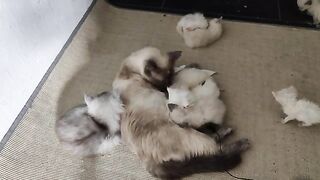 A kitten fell ill due to his inability to breastfeed