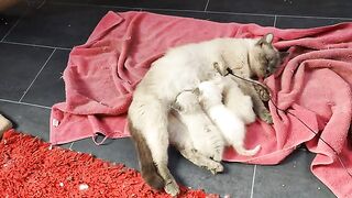 cute Ragdoll kittens are breastfeeding from their mothers