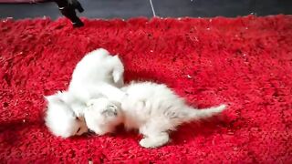 cute fight Persian baby vs ragdoll kitten