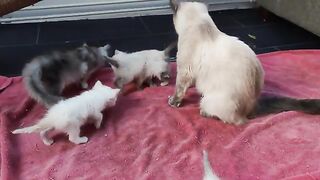 cute baby ragdoll kittens 2 week old started their adventures