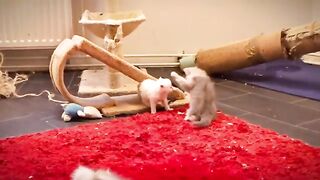 Wrestling between a Persian kitten 3 week and a Ragdoll kittens 8 week