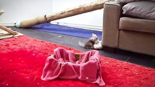funniest kittens (8 week old )fight