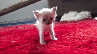 cute 2 week ragdoll kittens walking around