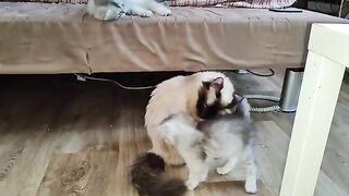 Strange behavior of the mother cat when the temperature rises