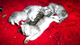 Cat Purring and 528Hz Healing Music - Deep Relaxation, Sleep Music, Stress Relief