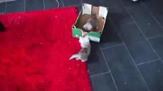9Minutes of Adorable Kittens