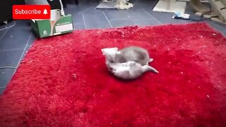 My kitten learned a new way to bite