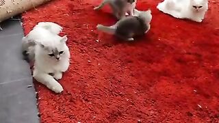 ragdoll kittens Faster than laser