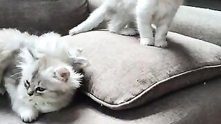 slow motion super funny ragdoll kittens playing