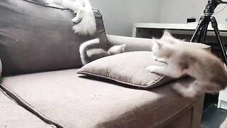 crazy fight Ragdoll cats are out of control