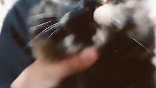 هي قطتي ادعمونه