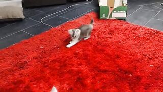 An unexpected end for an adventurous ragdoll cat