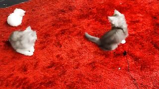The sound of feet, kicks, and jumping of ragdoll cats
