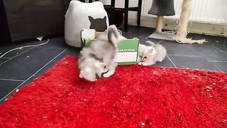 slow motion crazy ragdoll kittens playing