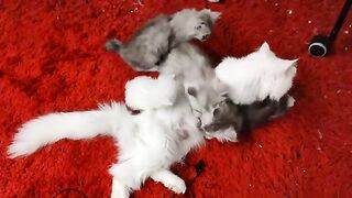 The language of cat babies and their mother is an in-depth video
