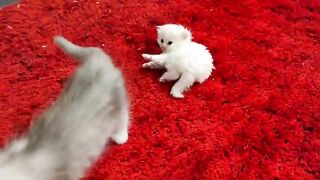 Persian baby started his first fight