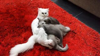Purrr-fectly Viral The Mesmerizing World of Purring Cats