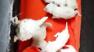 ragdoll kittens want to get out of the box