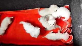 baby ragdoll kittens (2week) first meeting with another ragdoll 2 months