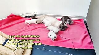 2 week old ragdoll kittens trying to play out of box