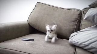 new version of the kittens