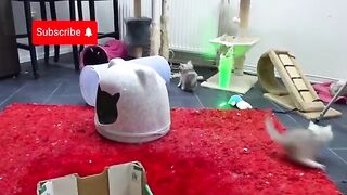 Сrazy ragdoll kittens (With a laser party) try not to laugh