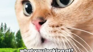 Funny cat