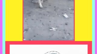 موئے موئے ہو گیا