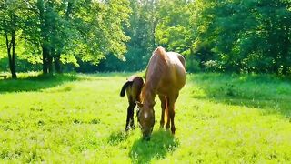 Wildlife up close, healing scenery, stepping into the animal world part 1