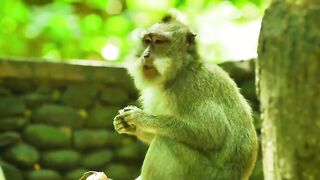 Wildlife up close, healing scenery, stepping into the animal world part 3
