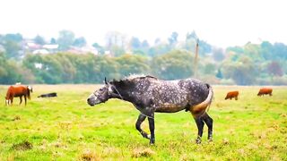 Wildlife up close, healing scenery, stepping into the animal world part 4