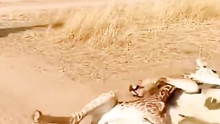 Giraffe kicks Lion