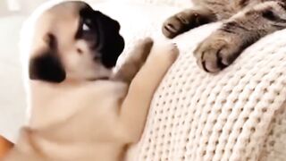 Puppy Starts a Fight
