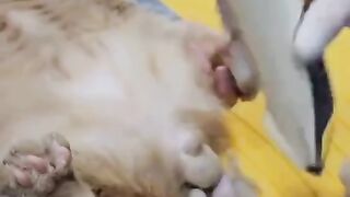 Intimate grooming for cats