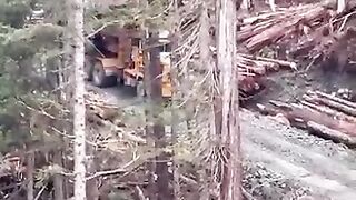 The result of logging trees in the forest