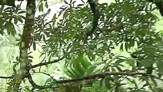 super forest honey bee harvest