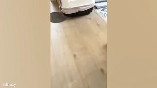 Silliest CATS on Earth Funny Cats Videos 2025