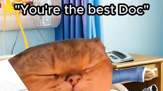 Funny cat movie