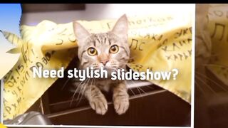 how to make a slideshow, slideshow premiere pro, How to make a slideshow