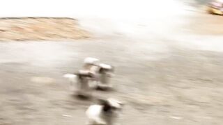 Shitzu puppy published