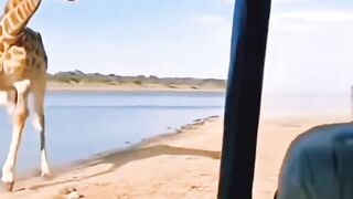 Giraffes deadly kick