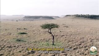 The Ancestral History of the Lion Forest Ruler