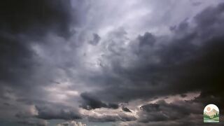 Elephant The Gentle Giant of the Wild