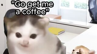 Funny cat