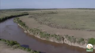 Wildebeest The Endless Journey of Survival