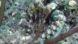 Inside the Mysterious World of the Octopus